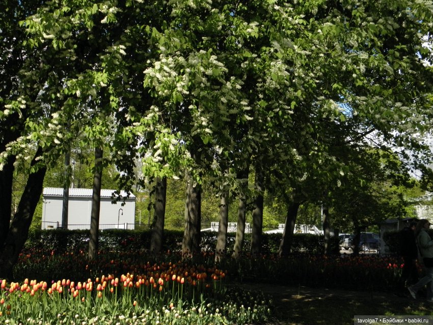 Фестиваль Тюльпанов на Елагином острове (фото 7)