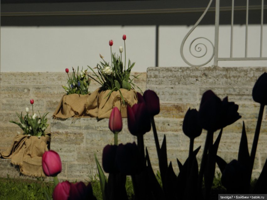 Фестиваль Тюльпанов на Елагином острове