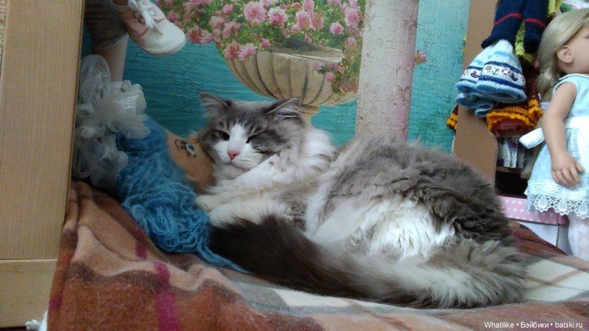 И снова, здравствуйте — Домашние коллекции кукол: фото собраний