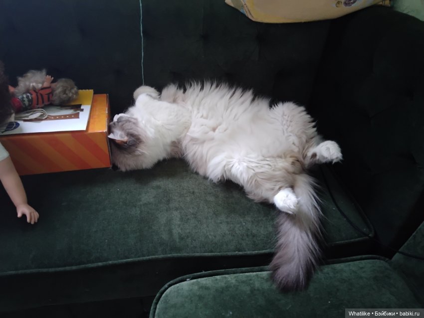 И снова, здравствуйте — Домашние коллекции кукол: фото собраний