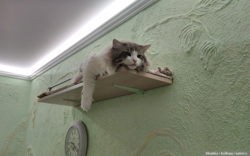 И снова, здравствуйте — Домашние коллекции кукол: фото собраний