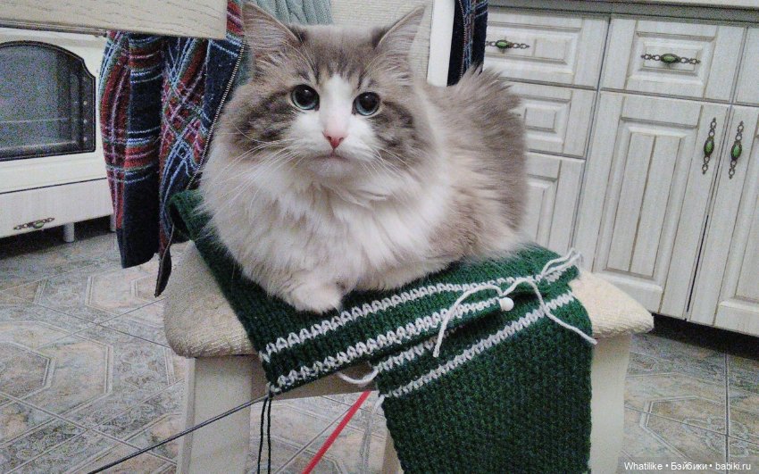 И снова, здравствуйте — Домашние коллекции кукол: фото собраний