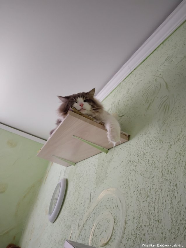 И снова, здравствуйте — Домашние коллекции кукол: фото собраний