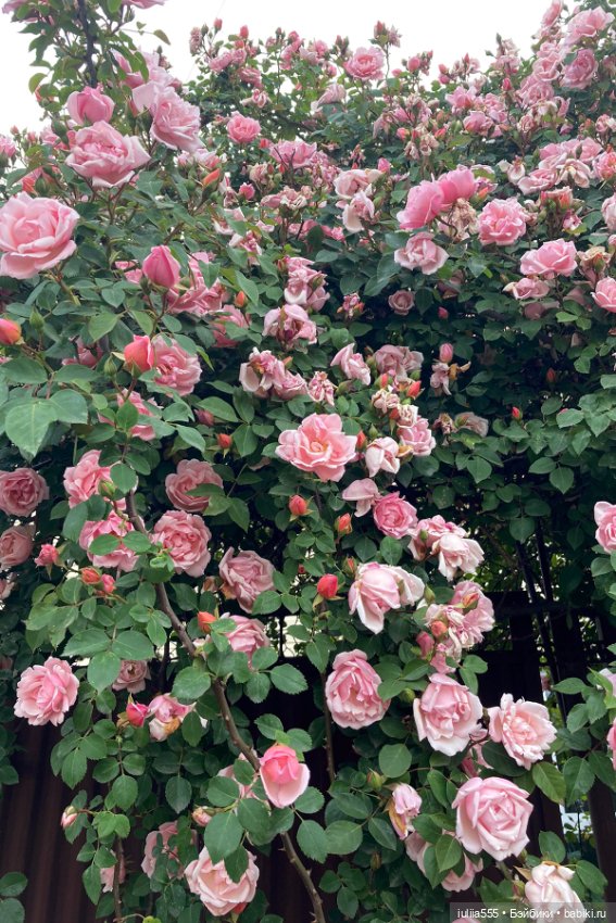 Поля, Полюшка, Полинка — Игровые куклы разных производителей (Разное): редкие бренды (фото 4)