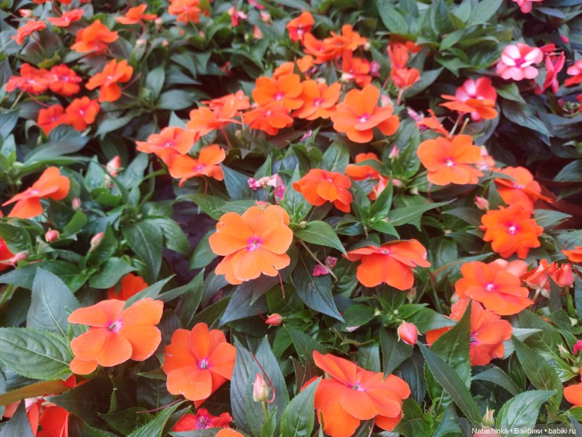 Fashion Dolls 376 — Туризм и путешествия: фотоотчеты из поездок