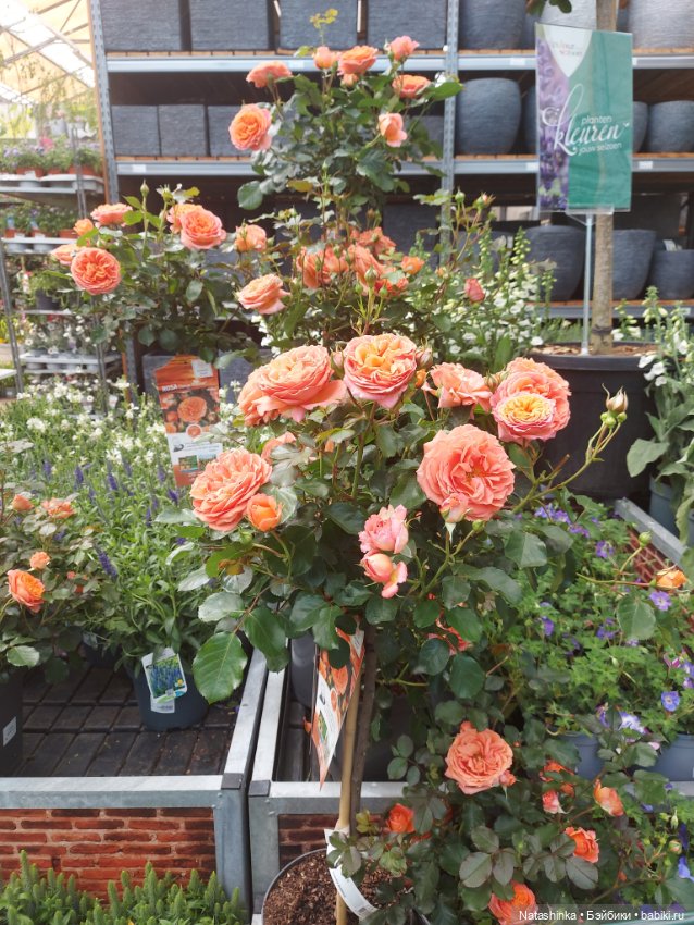 Fashion Dolls 376 — Туризм и путешествия: фотоотчеты из поездок