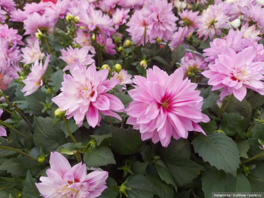 Fashion Dolls 376 — Туризм и путешествия: фотоотчеты из поездок