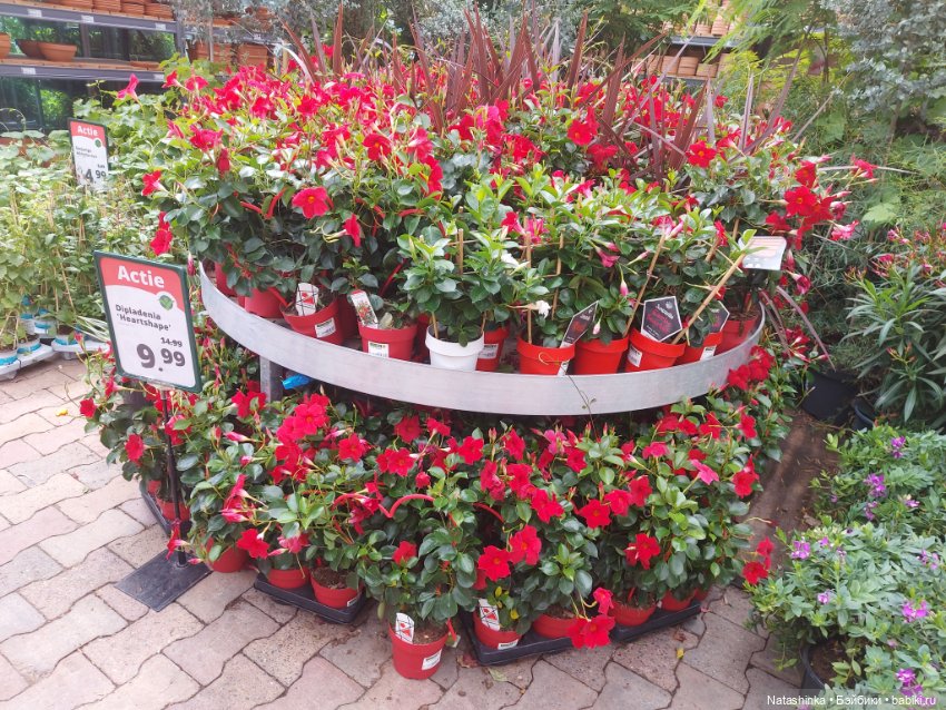 Fashion Dolls 376 — Туризм и путешествия: фотоотчеты из поездок