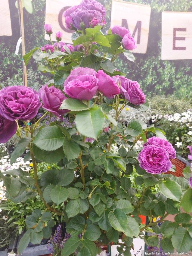 Fashion Dolls 376 — Туризм и путешествия: фотоотчеты из поездок