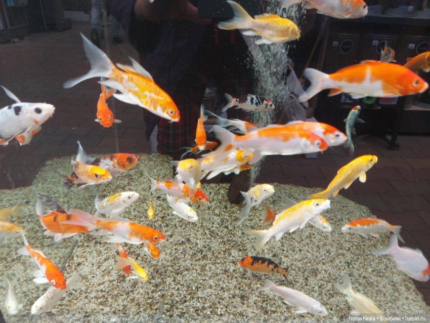 Fashion Dolls 376 — Туризм и путешествия: фотоотчеты из поездок