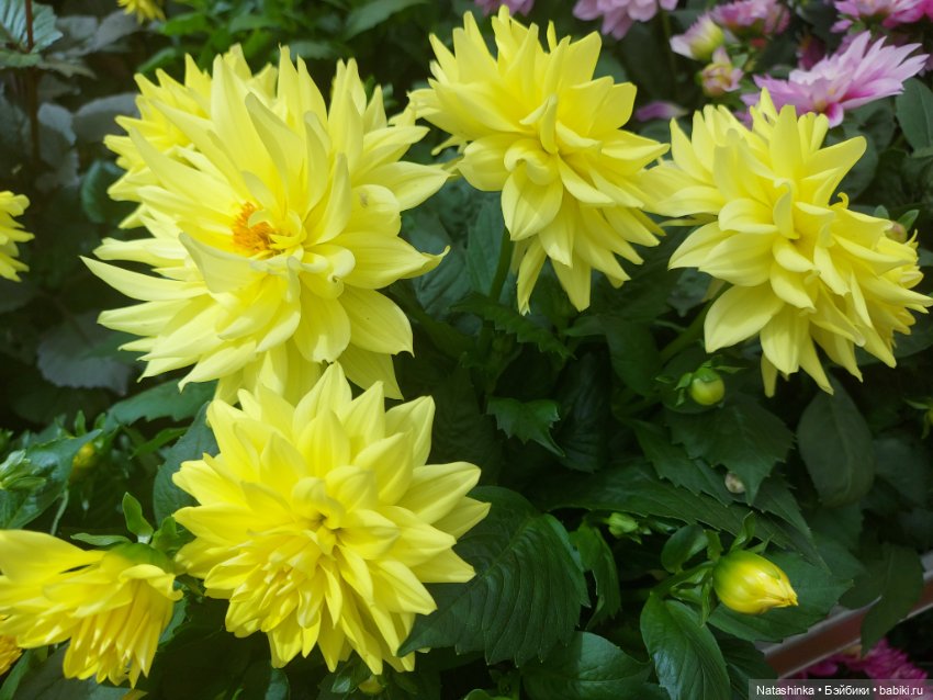 Fashion Dolls 376 — Туризм и путешествия: фотоотчеты из поездок