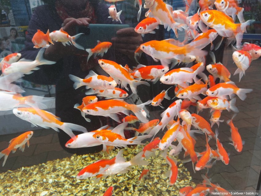 Fashion Dolls 376 — Туризм и путешествия: фотоотчеты из поездок