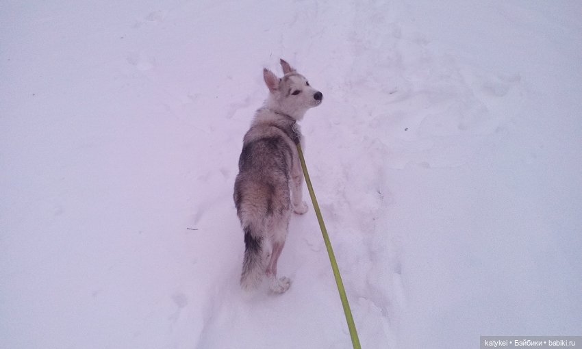 Котоблог. Какие хаски самые хасочные