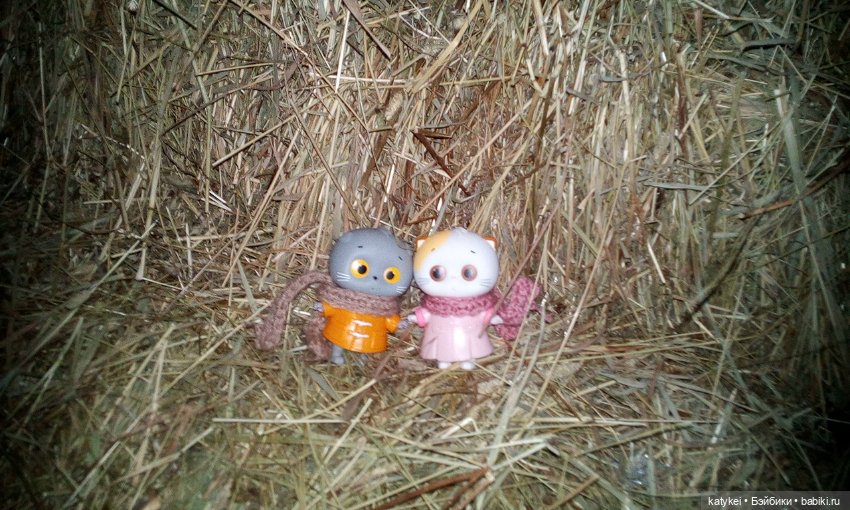 Котоблог. Какие хаски самые хасочные