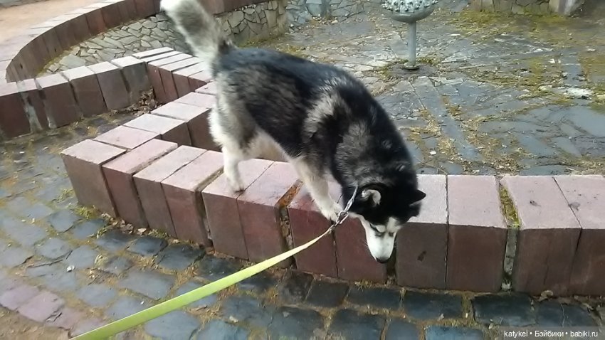 Котоблог. Какие хаски самые хасочные