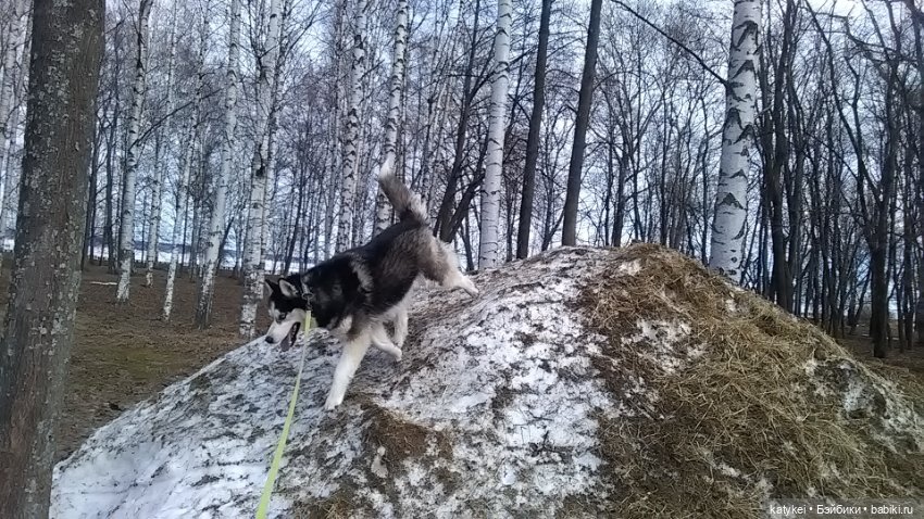 Котоблог. Какие хаски самые хасочные