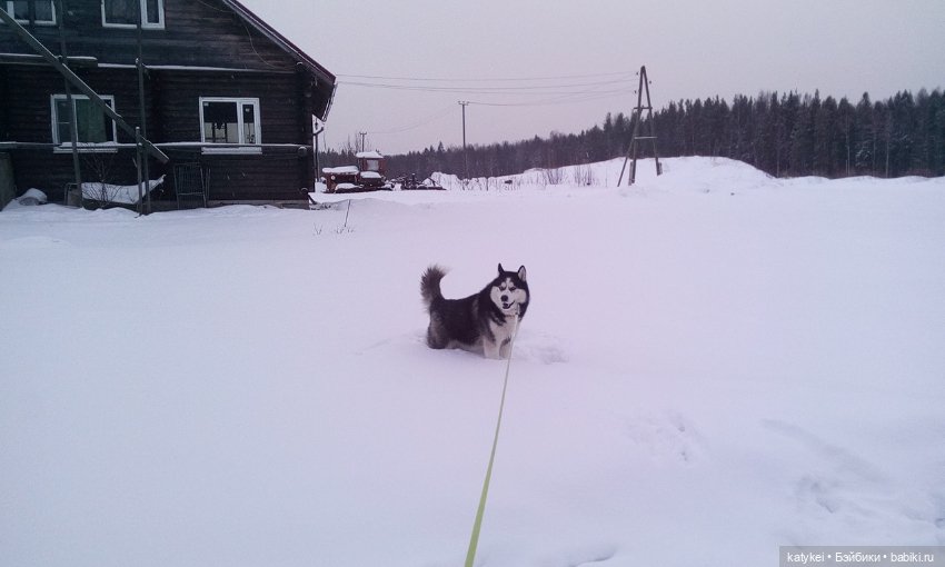 Котоблог. Какие хаски самые хасочные