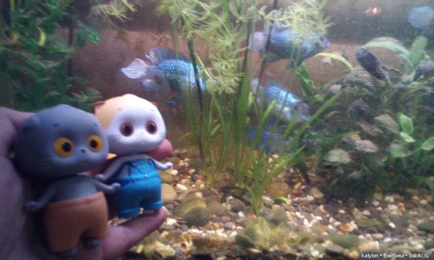 Котоблог. Какие хаски самые хасочные