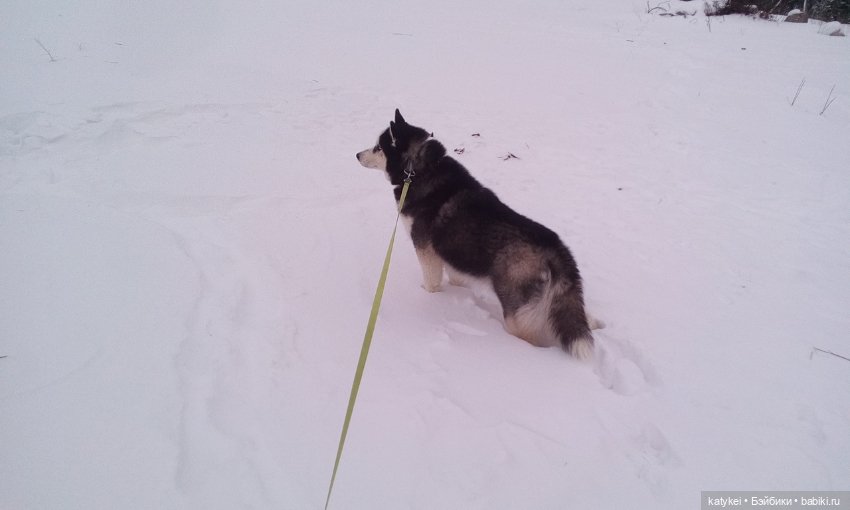 Котоблог. Какие хаски самые хасочные