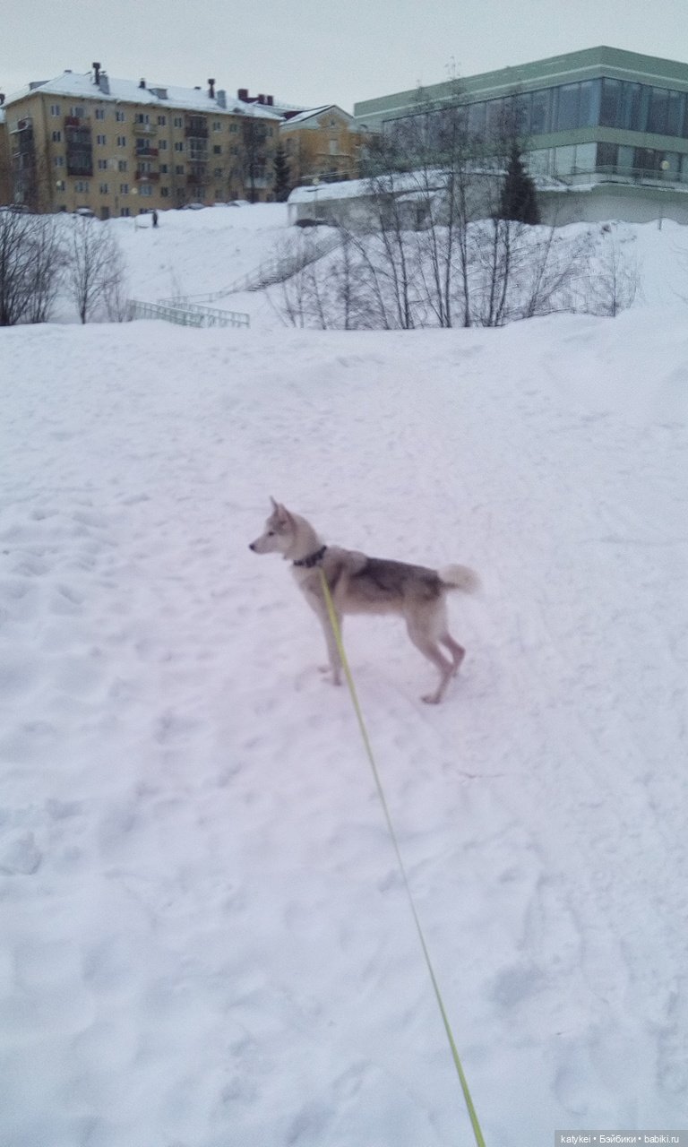 Котоблог. Какие хаски самые хасочные
