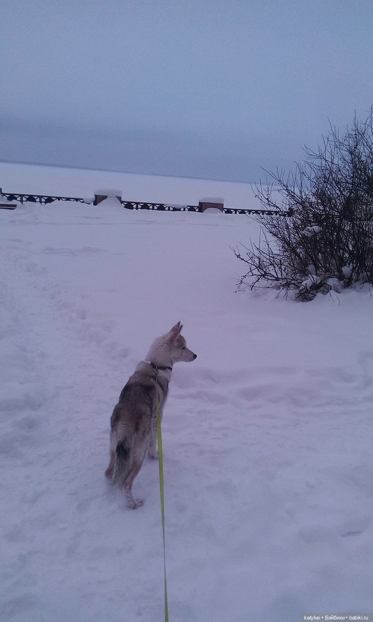Котоблог. Какие хаски самые хасочные