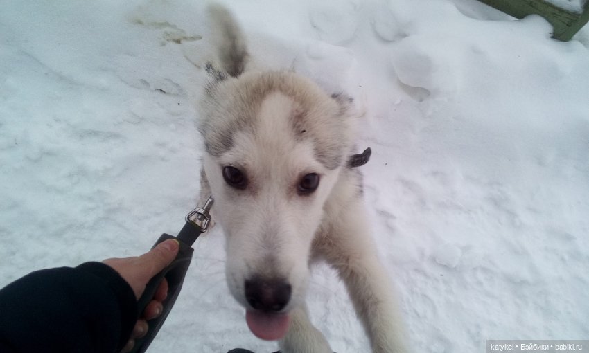 Котоблог. Какие хаски самые хасочные