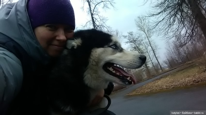 Котоблог. Какие хаски самые хасочные