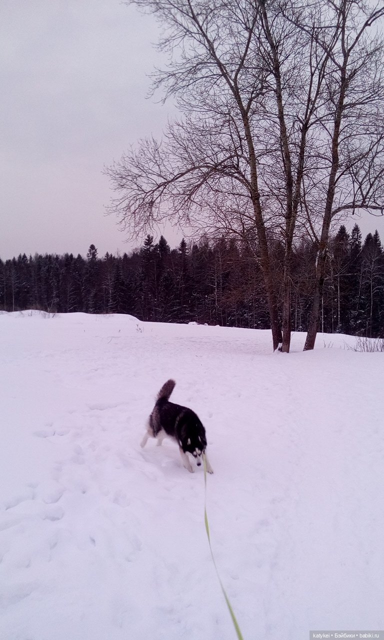 Котоблог. Какие хаски самые хасочные