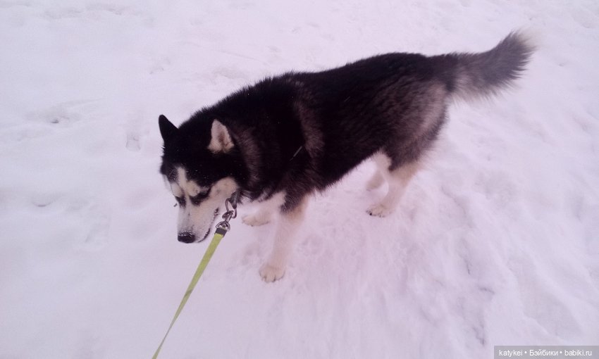 Котоблог. Какие хаски самые хасочные