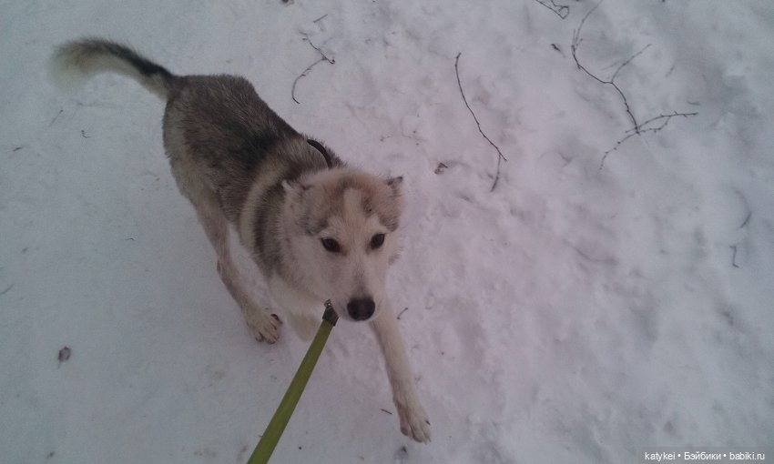 Котоблог. Какие хаски самые хасочные