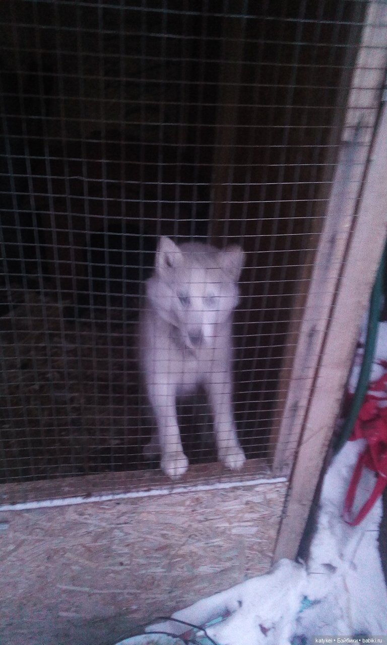 Котоблог. Какие хаски самые хасочные