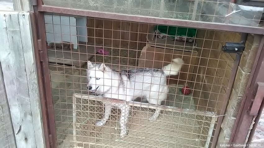 Котоблог. Какие хаски самые хасочные