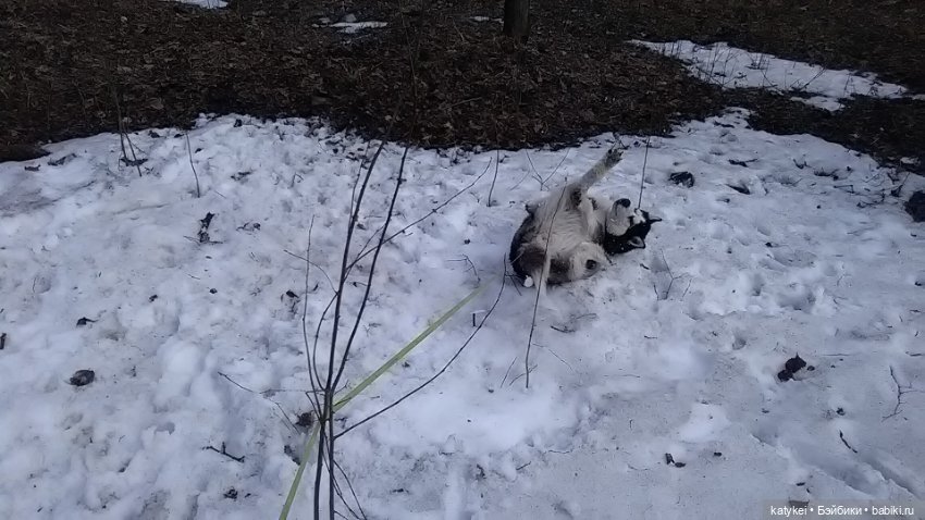 Котоблог. Какие хаски самые хасочные