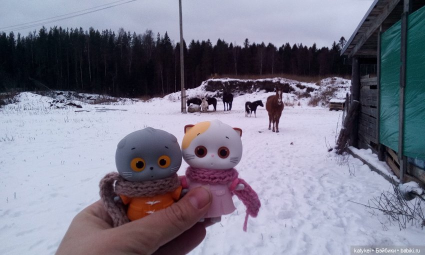 Котоблог. Какие хаски самые хасочные (фото 10)