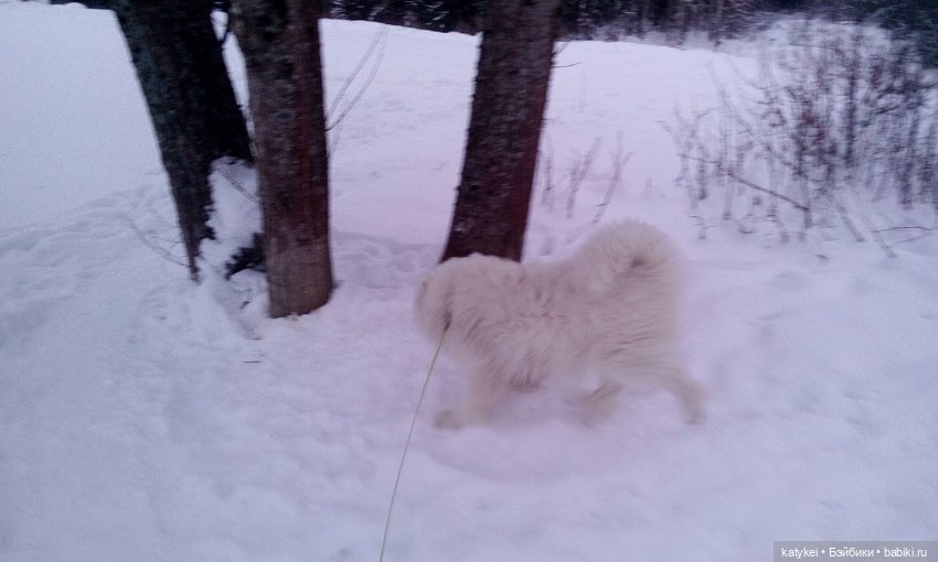 Котоблог. Какие хаски самые хасочные