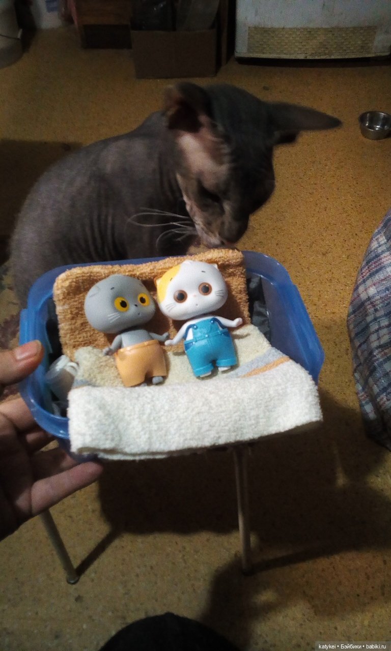 Котоблог. Какие хаски самые хасочные