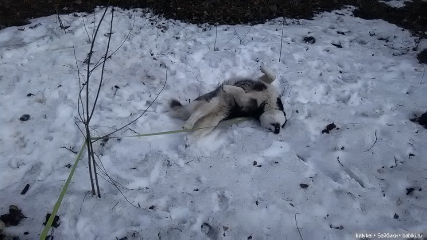 Котоблог. Какие хаски самые хасочные