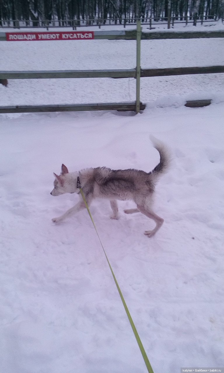 Котоблог. Какие хаски самые хасочные