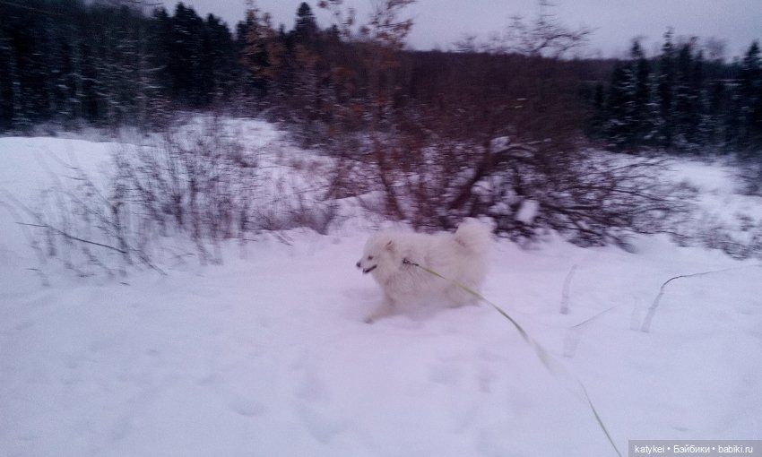 Котоблог. Какие хаски самые хасочные