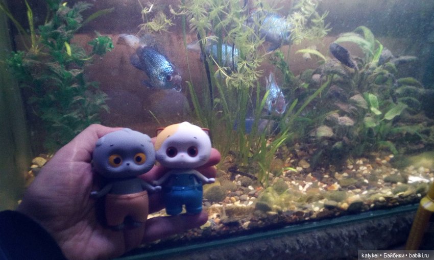 Котоблог. Какие хаски самые хасочные