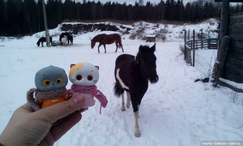 Котоблог. Какие хаски самые хасочные