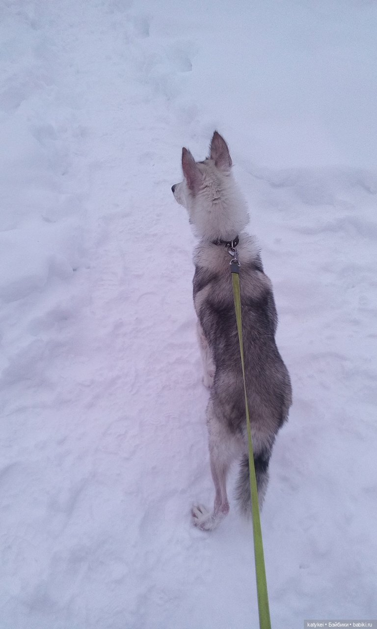 Котоблог. Какие хаски самые хасочные