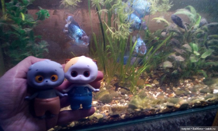 Котоблог. Какие хаски самые хасочные