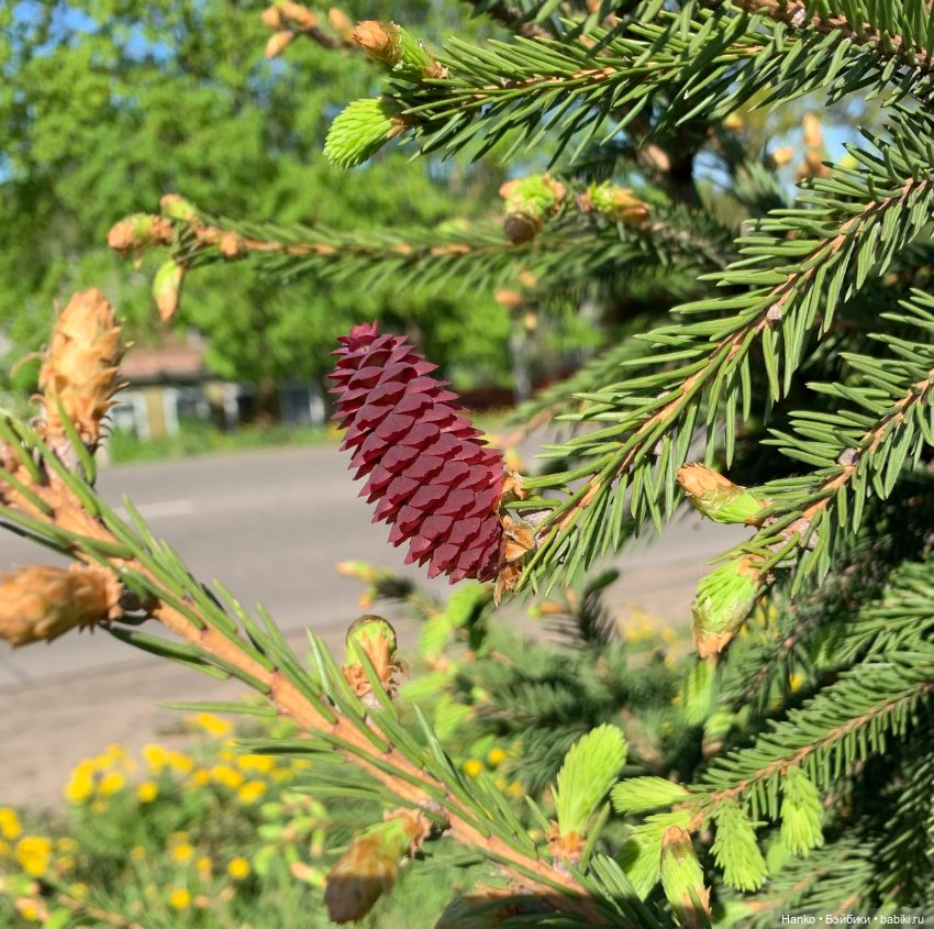 Саши. 1 июня — Куклы Sasha Morgenthaler (Саша Моргенталер): Trendon