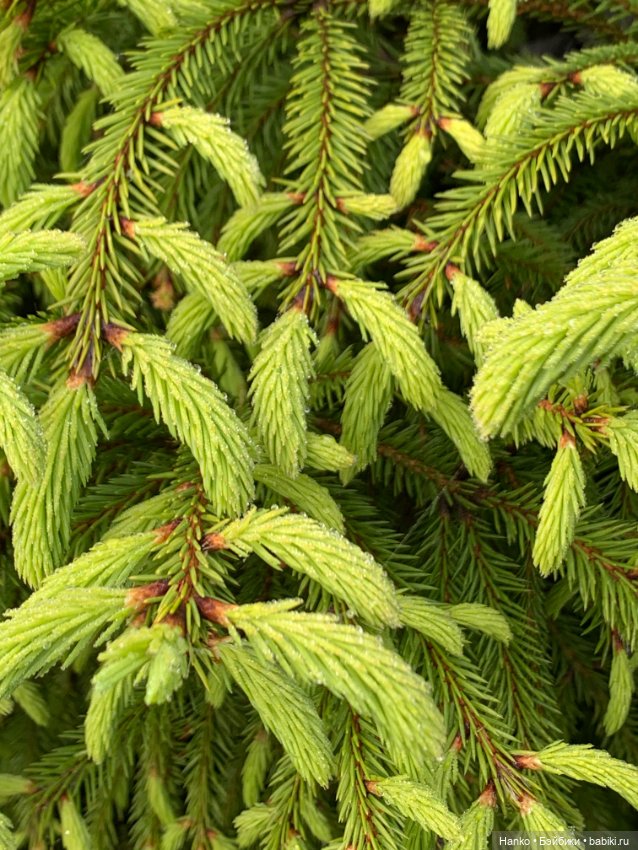 Саши. 1 июня — Куклы Sasha Morgenthaler (Саша Моргенталер): Trendon