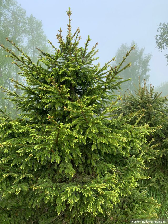 Саши. 1 июня — Куклы Sasha Morgenthaler (Саша Моргенталер): Trendon