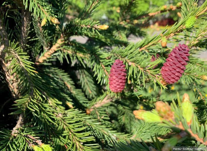 Саши. 1 июня — Куклы Sasha Morgenthaler (Саша Моргенталер): Trendon