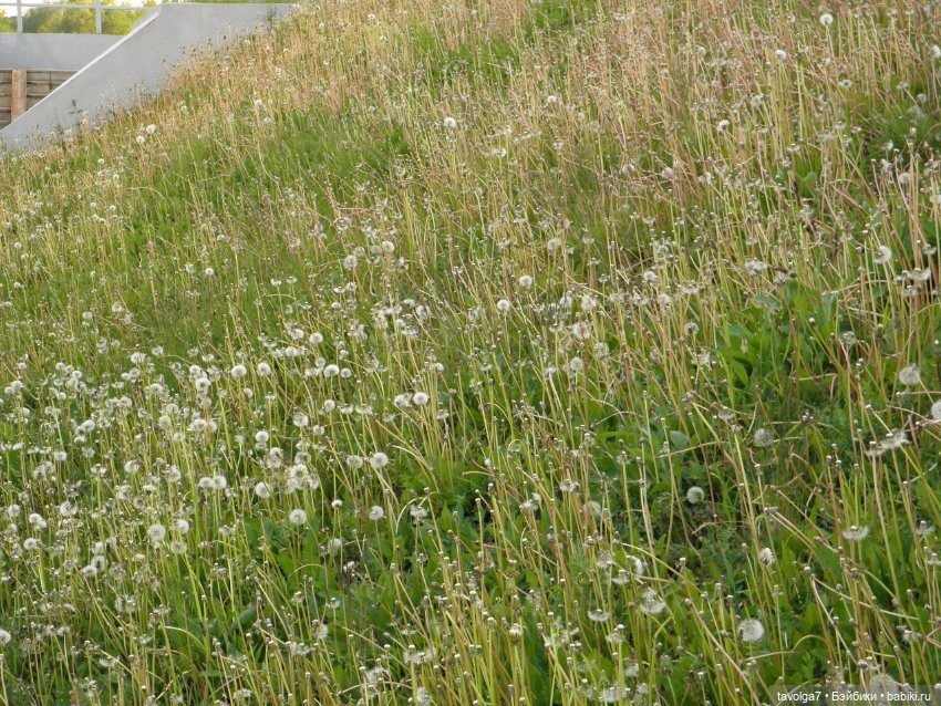 С Первым Днём Лета — Petite Blythe и LPS (Hasbro): Мини Блайз (фото 8)