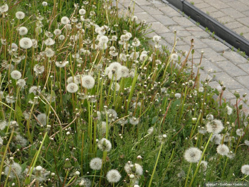 С Первым Днём Лета — Petite Blythe и LPS (Hasbro): Мини Блайз (фото 7)