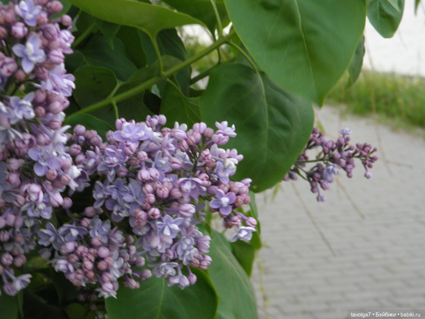 С Первым Днём Лета — Petite Blythe и LPS (Hasbro): Мини Блайз (фото 9)